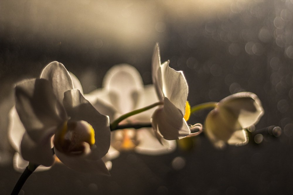 Photograph by Хаким