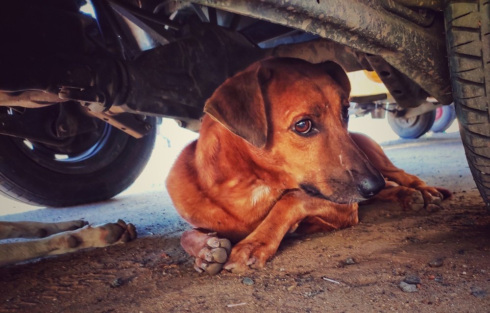 Фотография автора Manas Panja