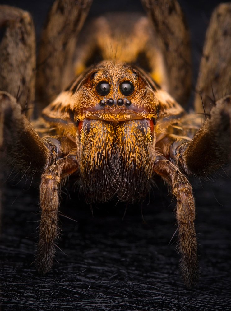 Wolf spider