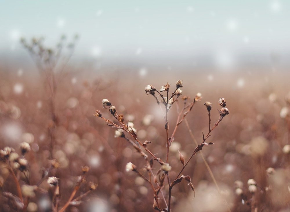 First snow / Первый снег