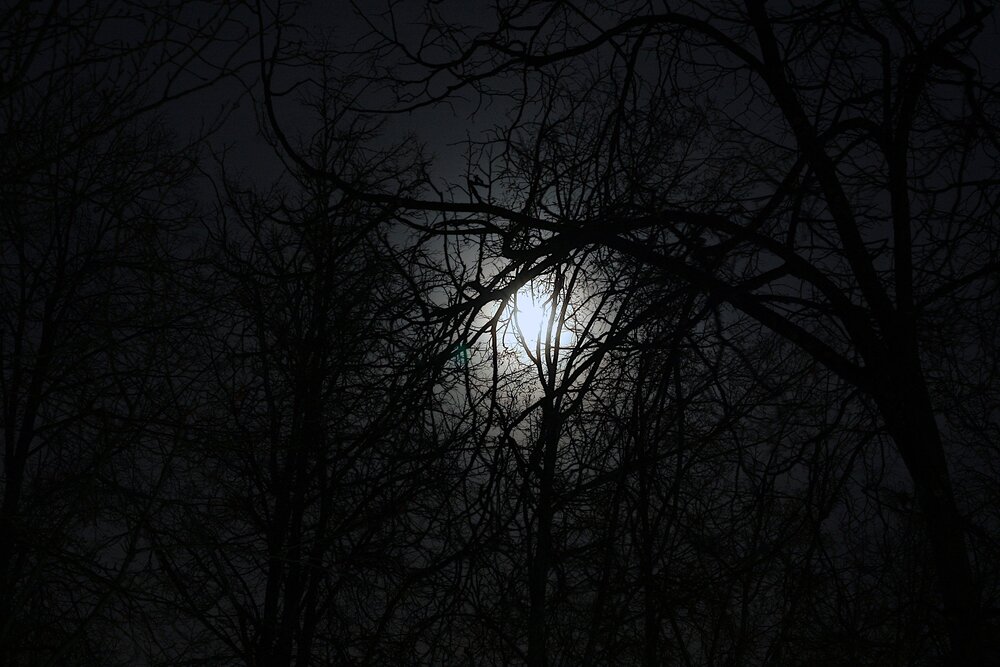 Bark At The Moon