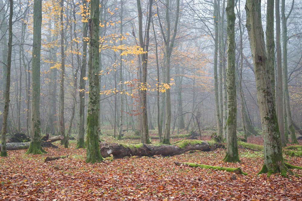 Photograph by Сипаева Катерина