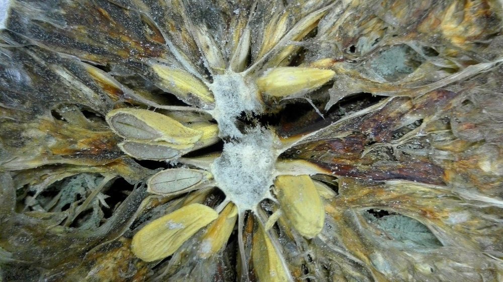 Photograph by Barbara Bonanno BNNRRB