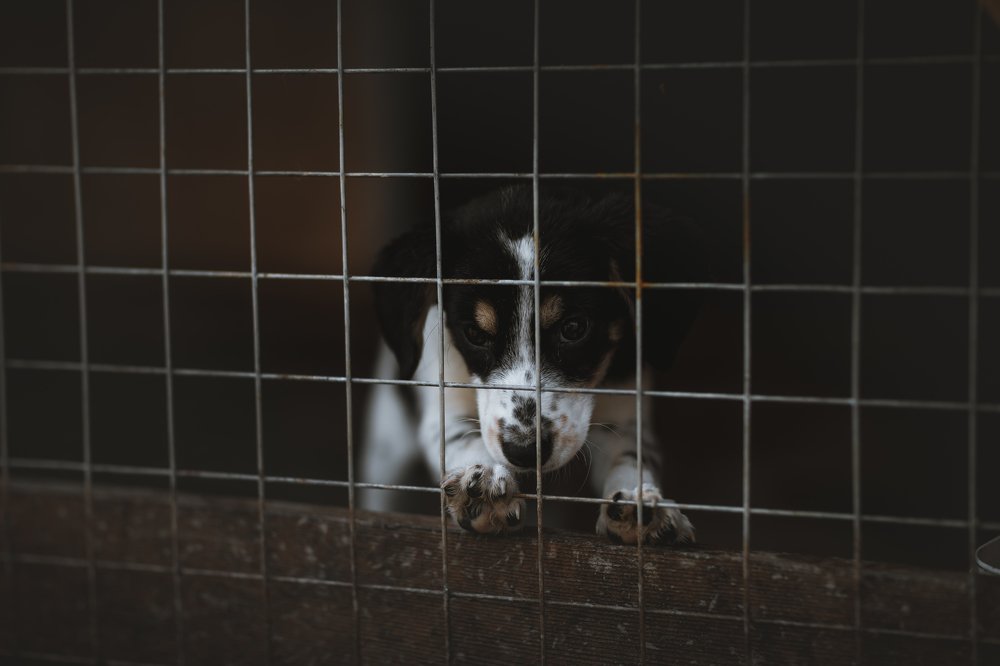 Photograph by Леонид Игнатов