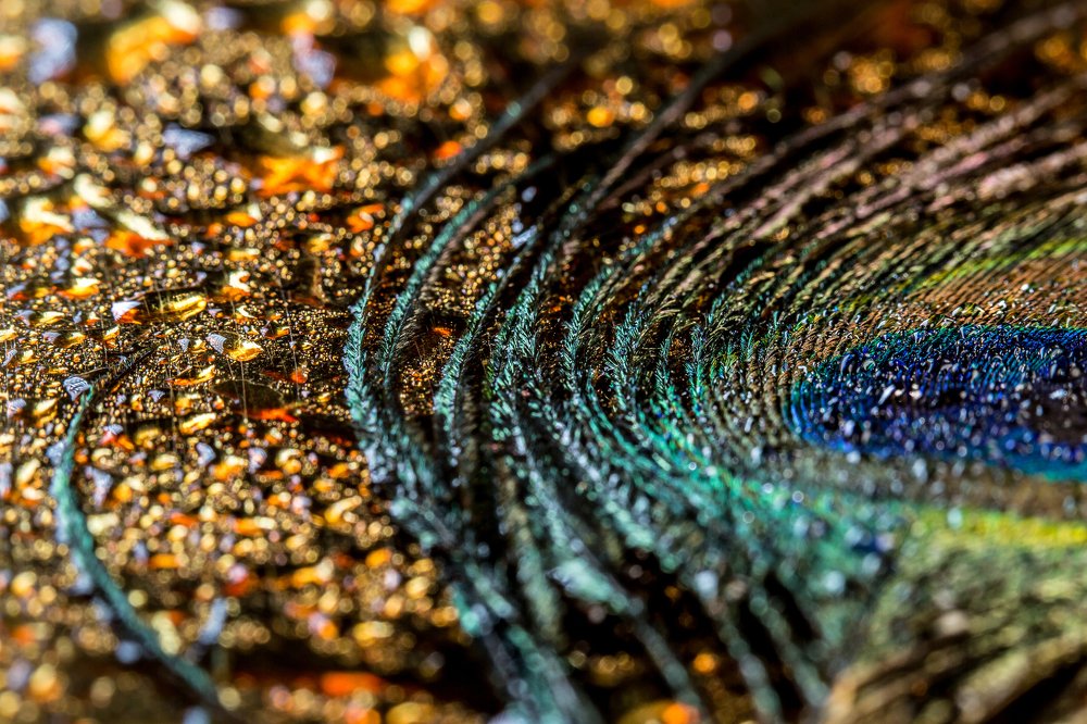 Золото павлинов