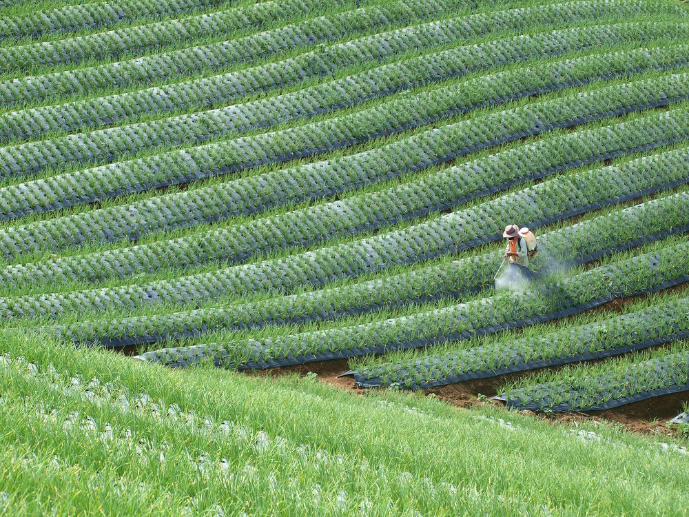 Photograph by yunus muhammad yunus