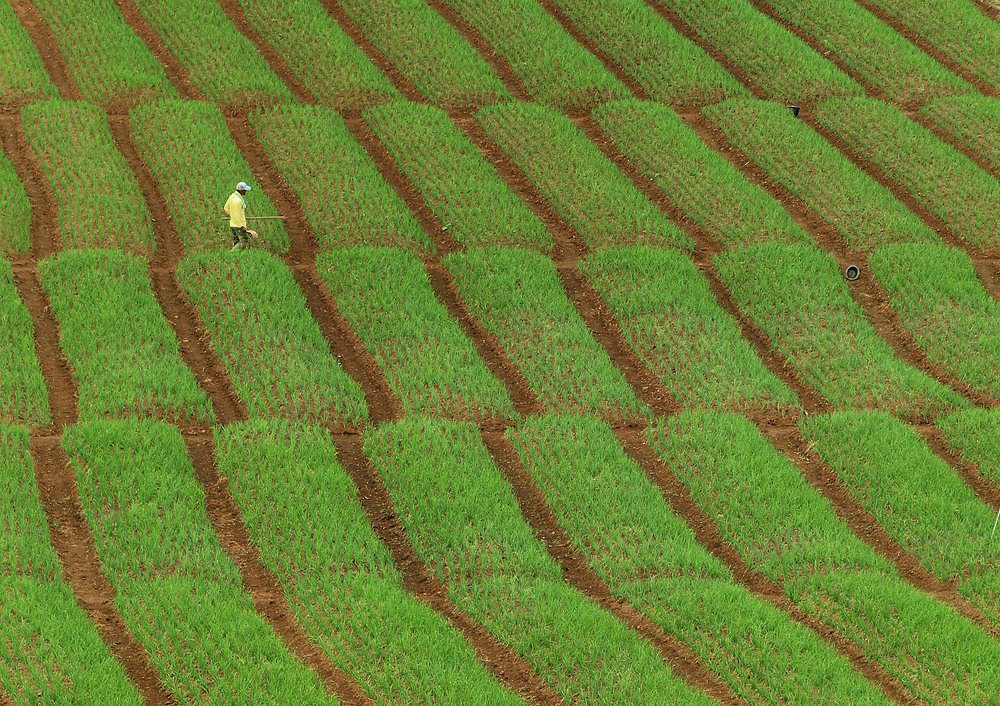 Photograph by yunus muhammad yunus