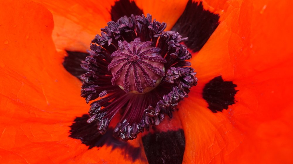 Фотография автора Александр Комаров