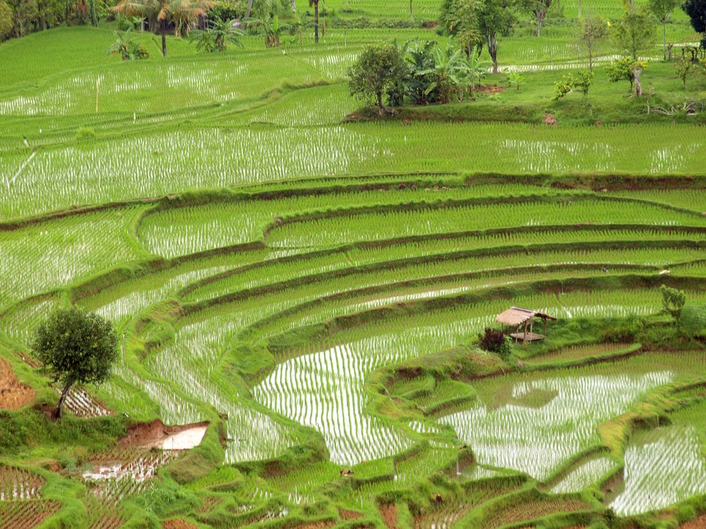 Photograph by yunus muhammad yunus