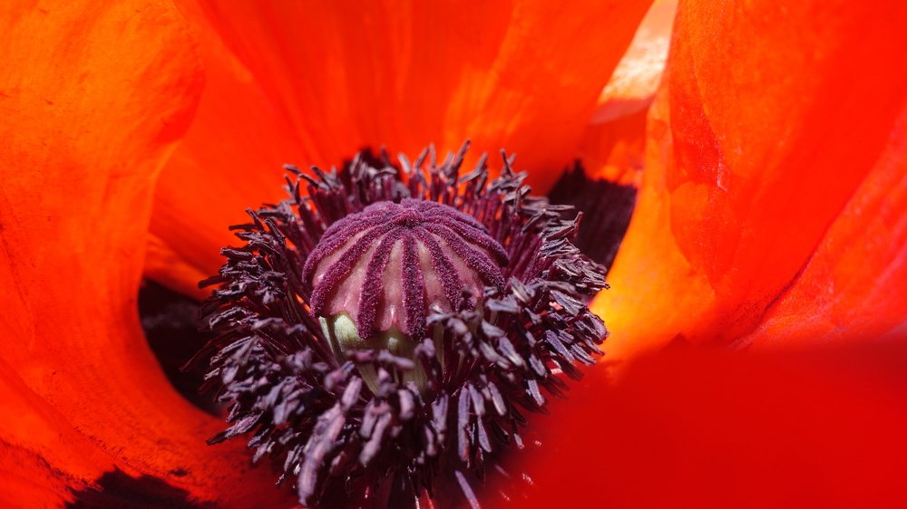 Фотография автора Александр Комаров