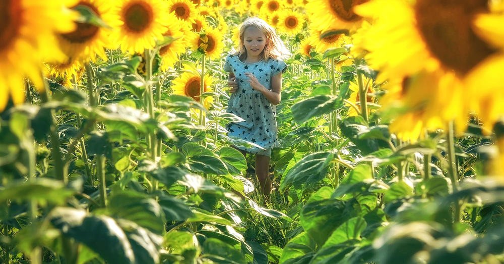 Подсолнухи