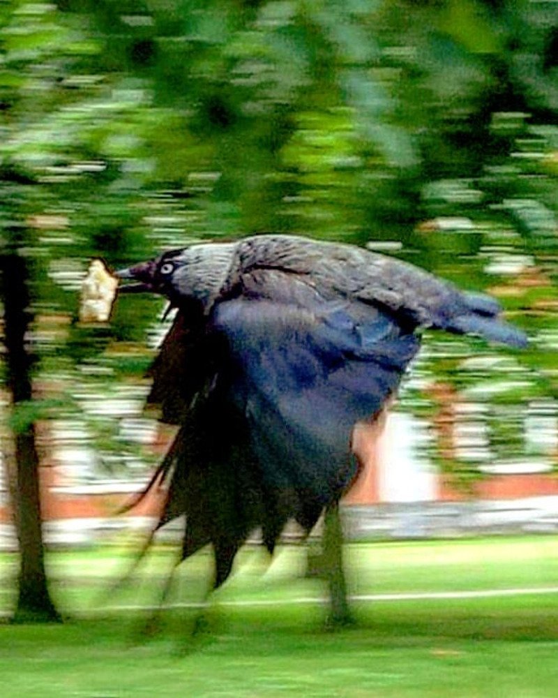 Вороне Бог послал кусочек хлеба.