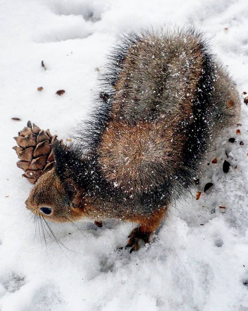 Беличья муфточка.