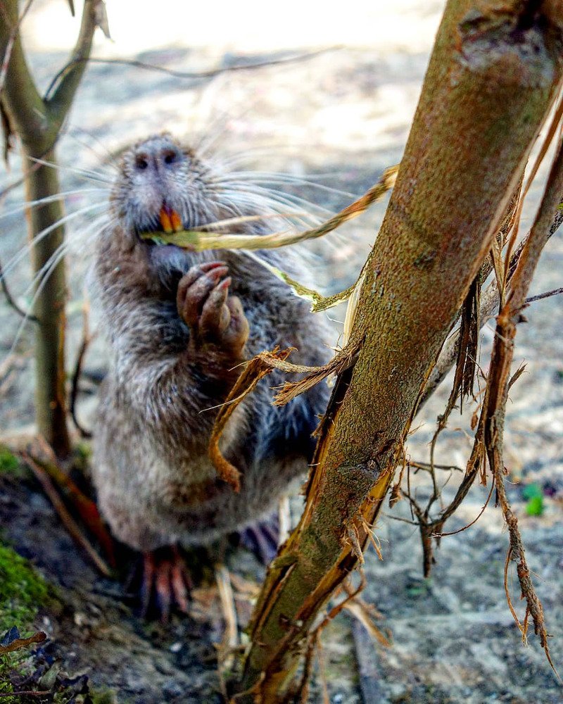 Вкусный обед.