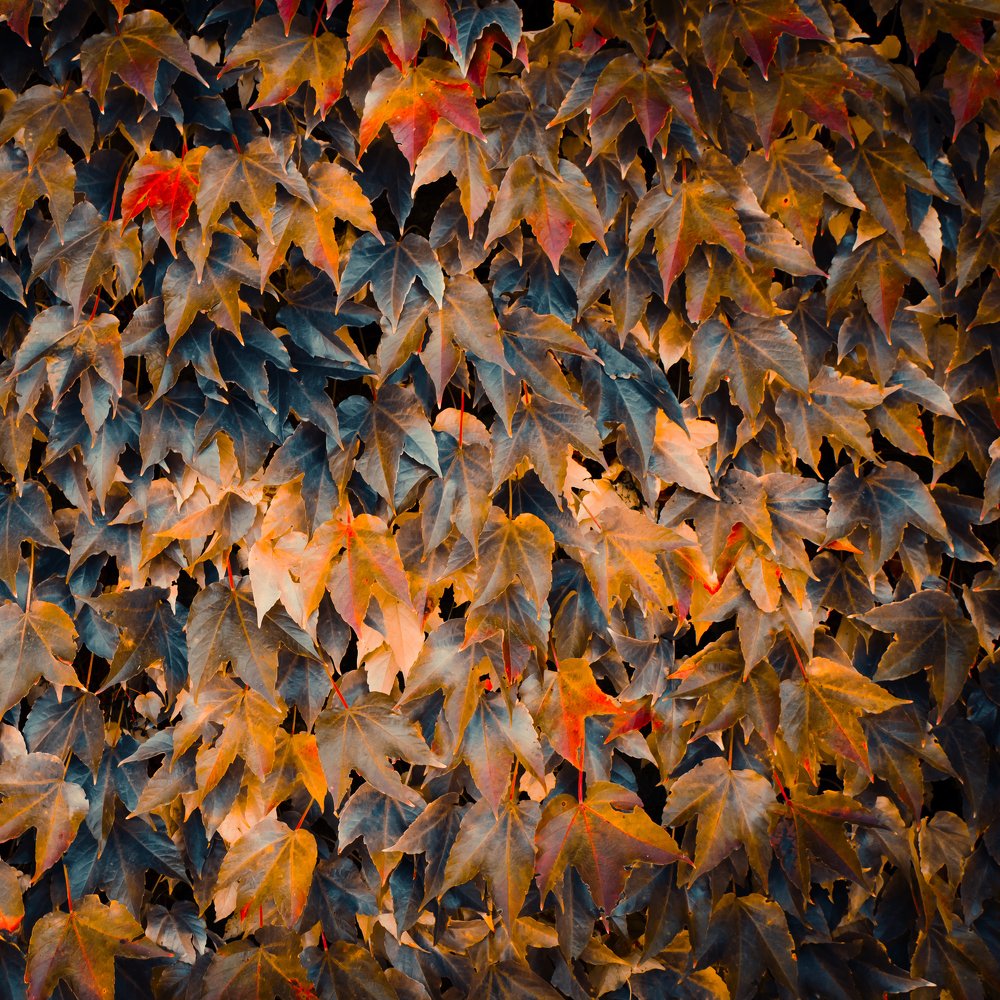 Photograph by Svitlana Zaritski