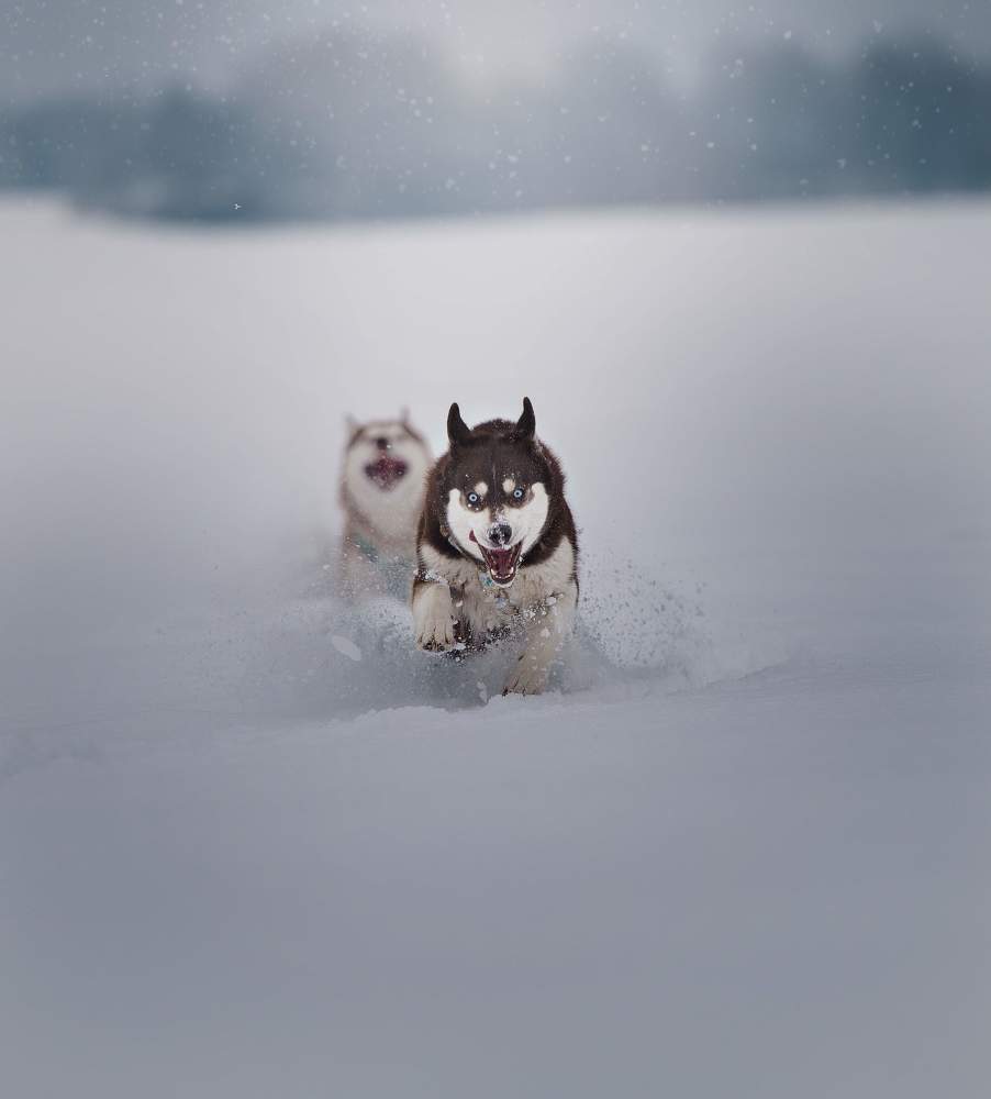 Photograph by Yulia Makarenko