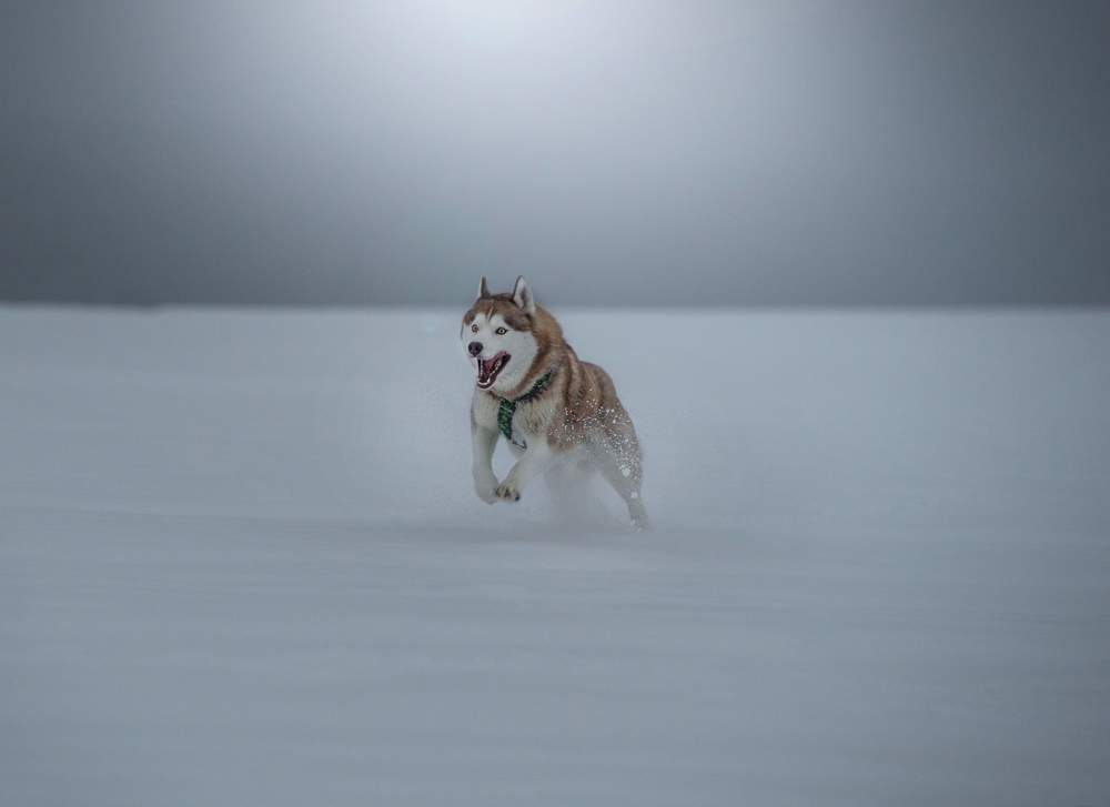 Photograph by Yulia Makarenko