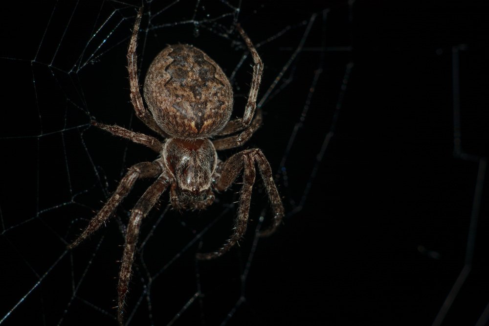 Photograph by Владимир Янчук