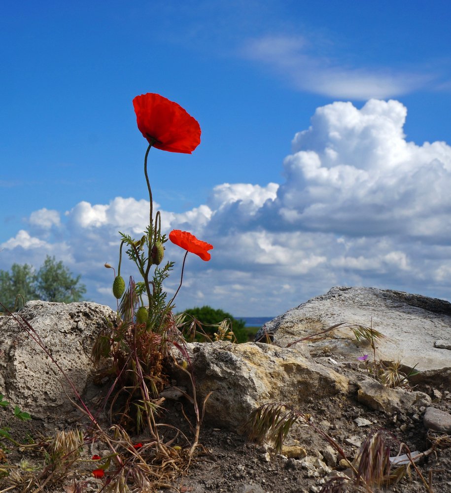 Photograph by 