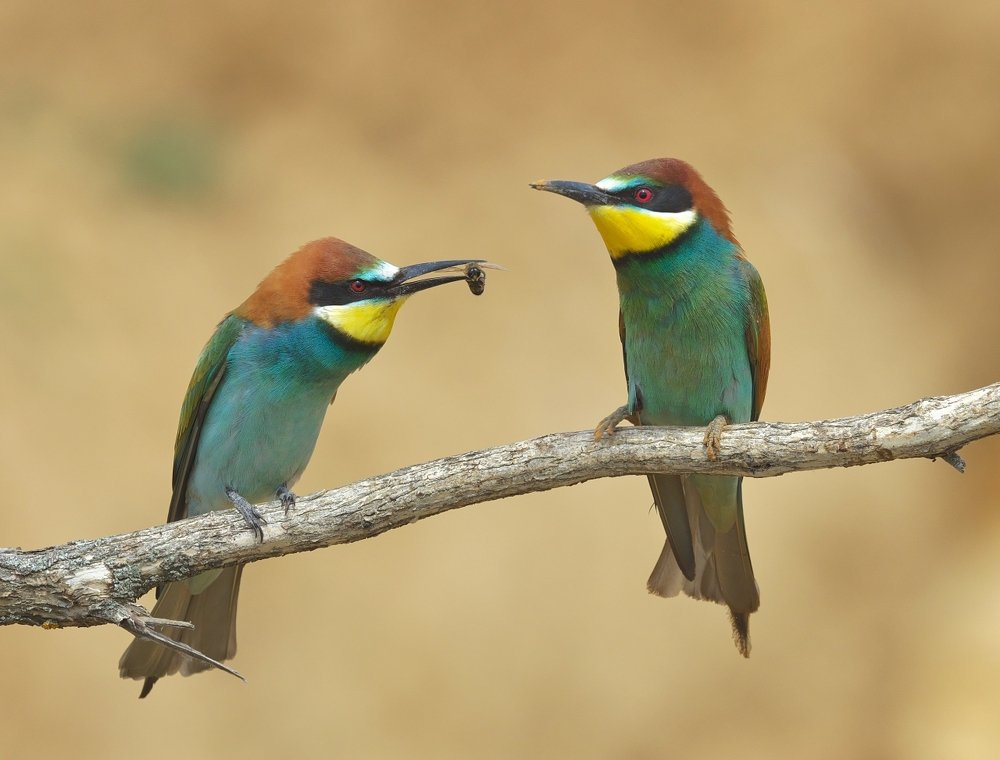 Ах оставьте, я замужем