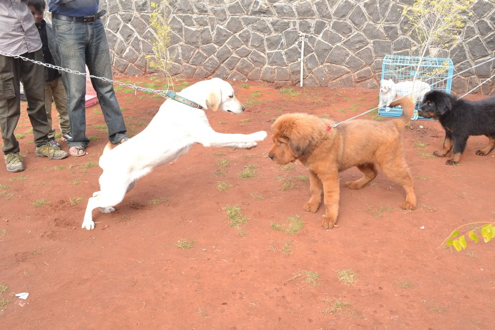 Photograph by DILIP BHALERAO