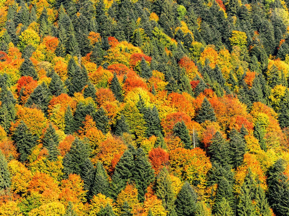 Photograph by Крицак Ольга