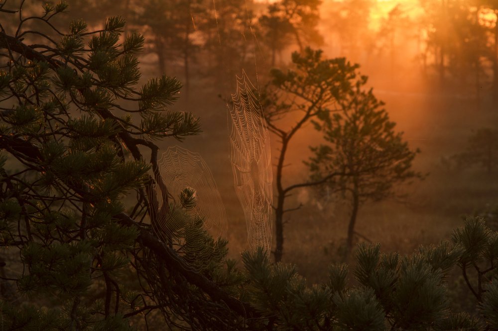 Photograph by Дмитрий Краковский