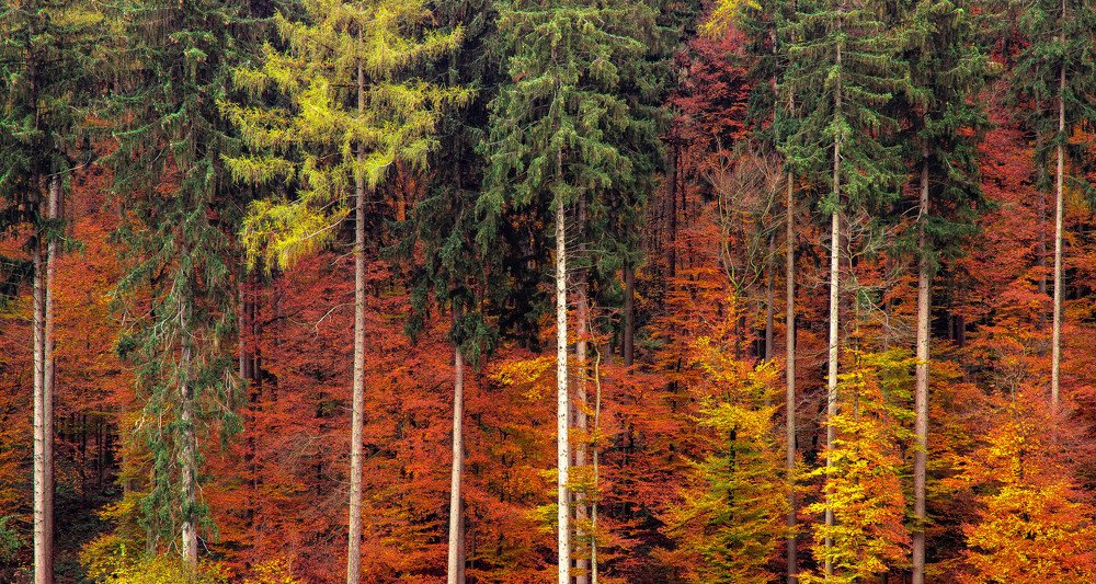 Photograph by Osojnik Mojca