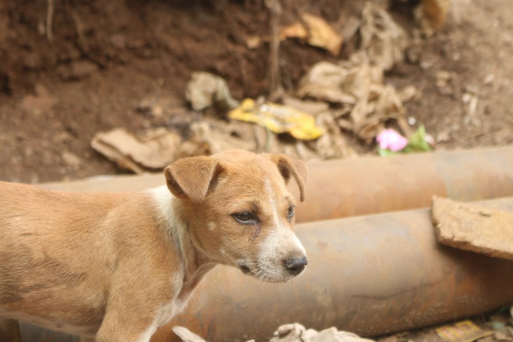 Photograph by  Jubair Ahmed