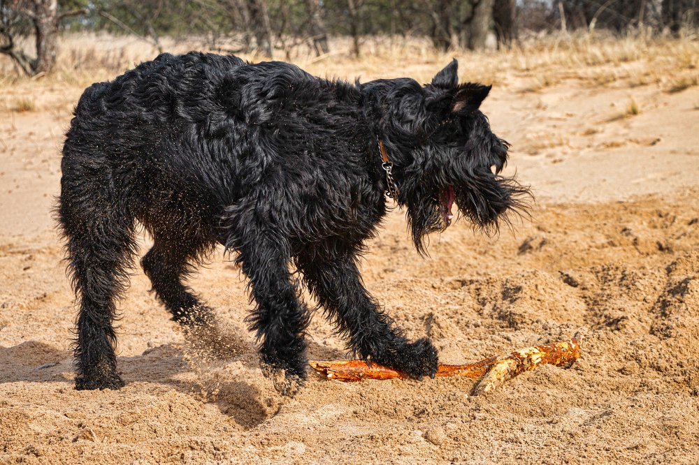 Giant Schnauzer Nord