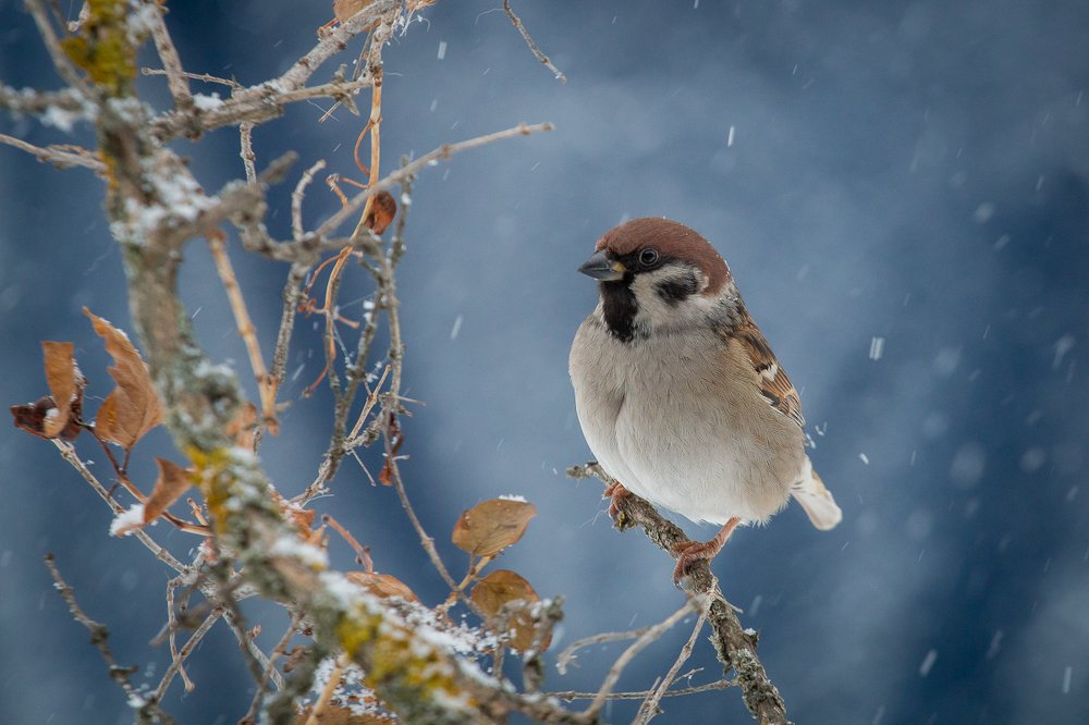 зимний воробушек