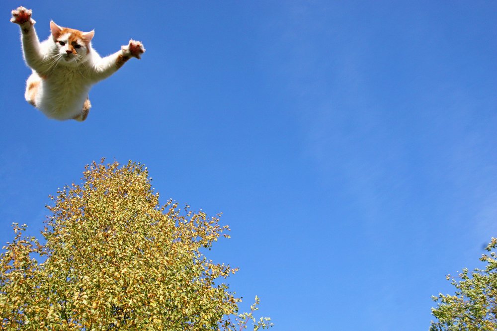 Про котика Роню 2