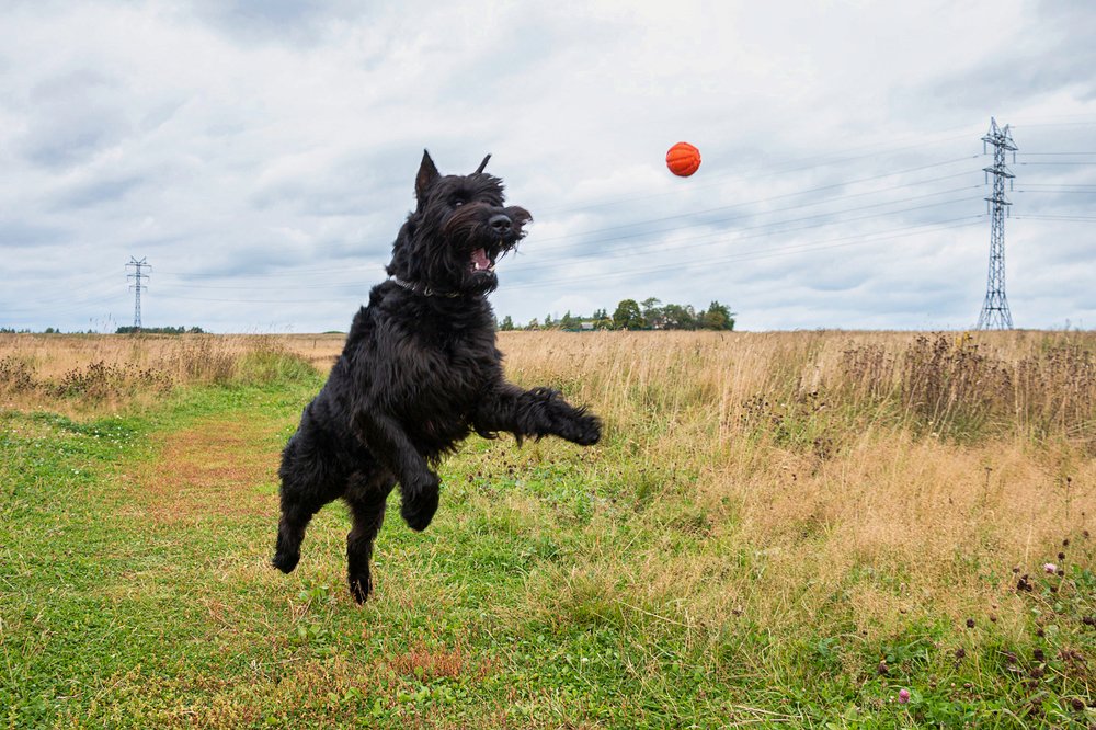 Giant Schnauzer Nord