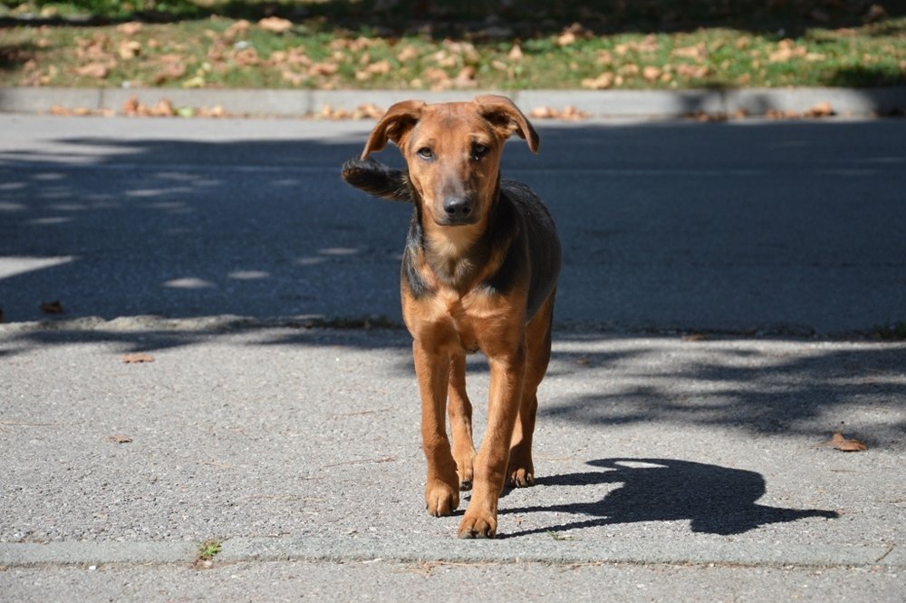 Фотография автора Drago Ilisinovic