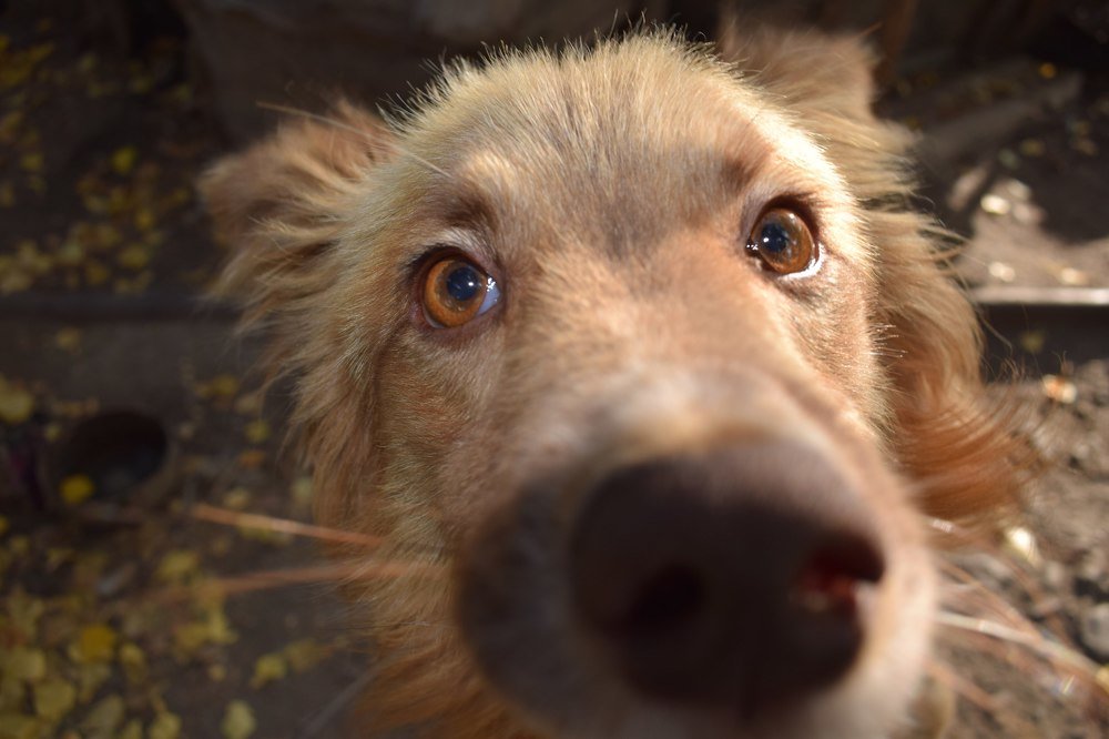 Осенний Дарчи