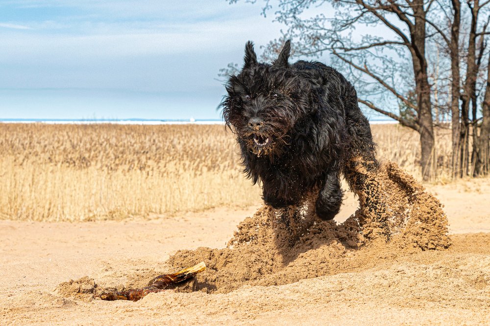 Giant Schnauzer Nord