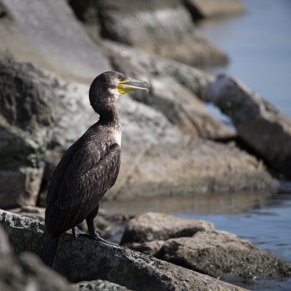 Большой баклан