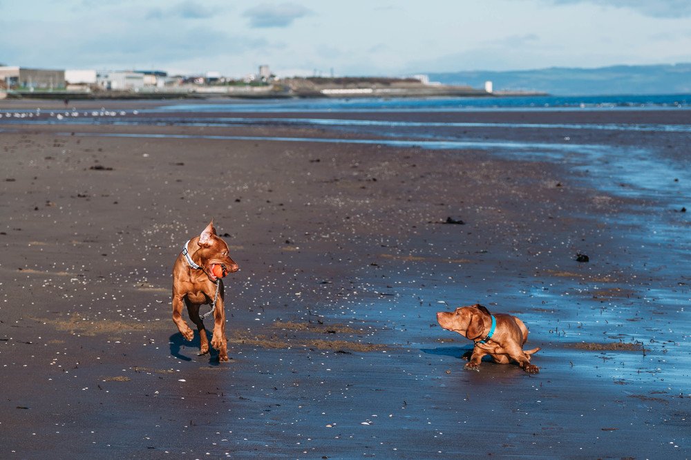 Венгерские легавые играют