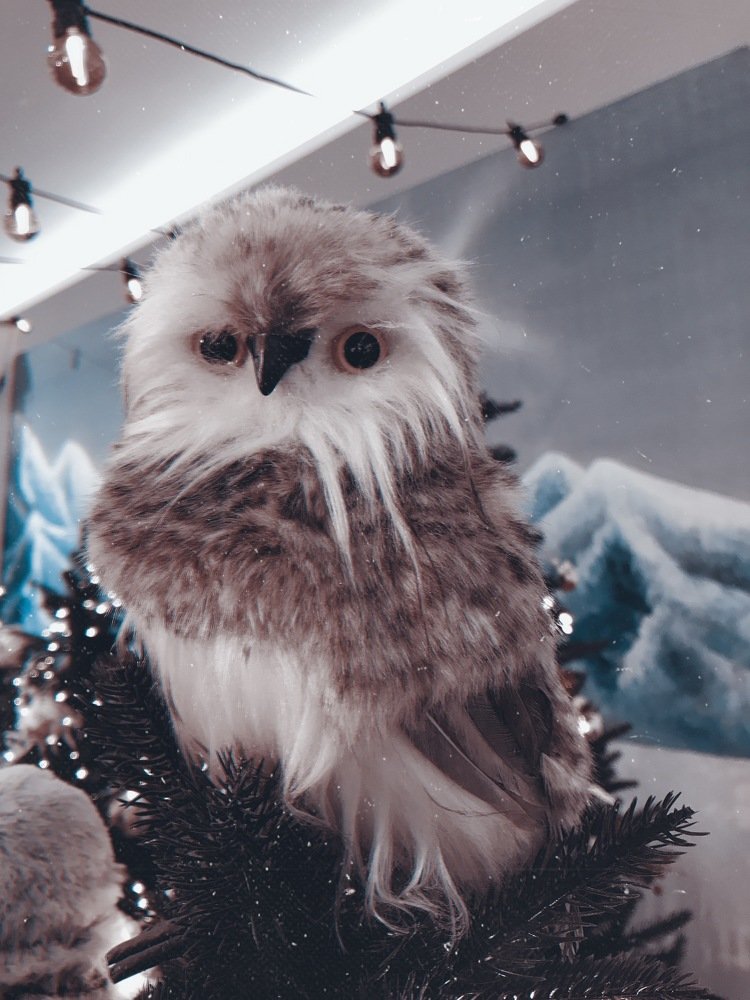 Фотография автора Владислав Шейко