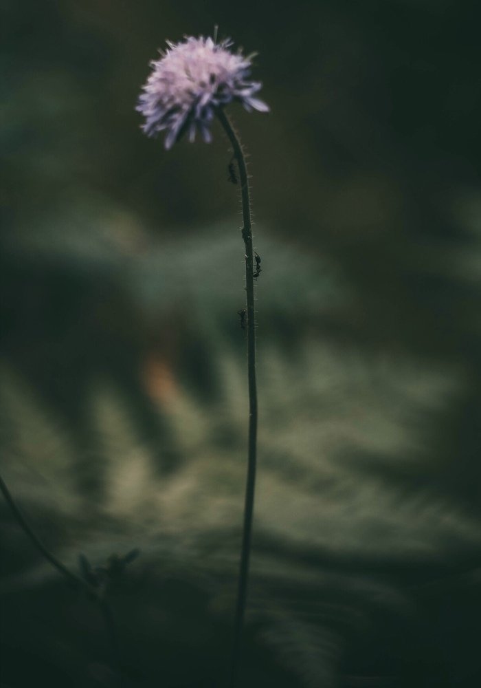 Фотография автора Владислав Шейко