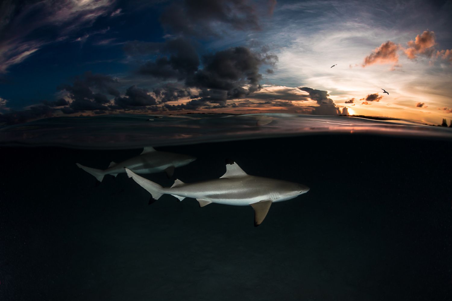 Sharks and sunset