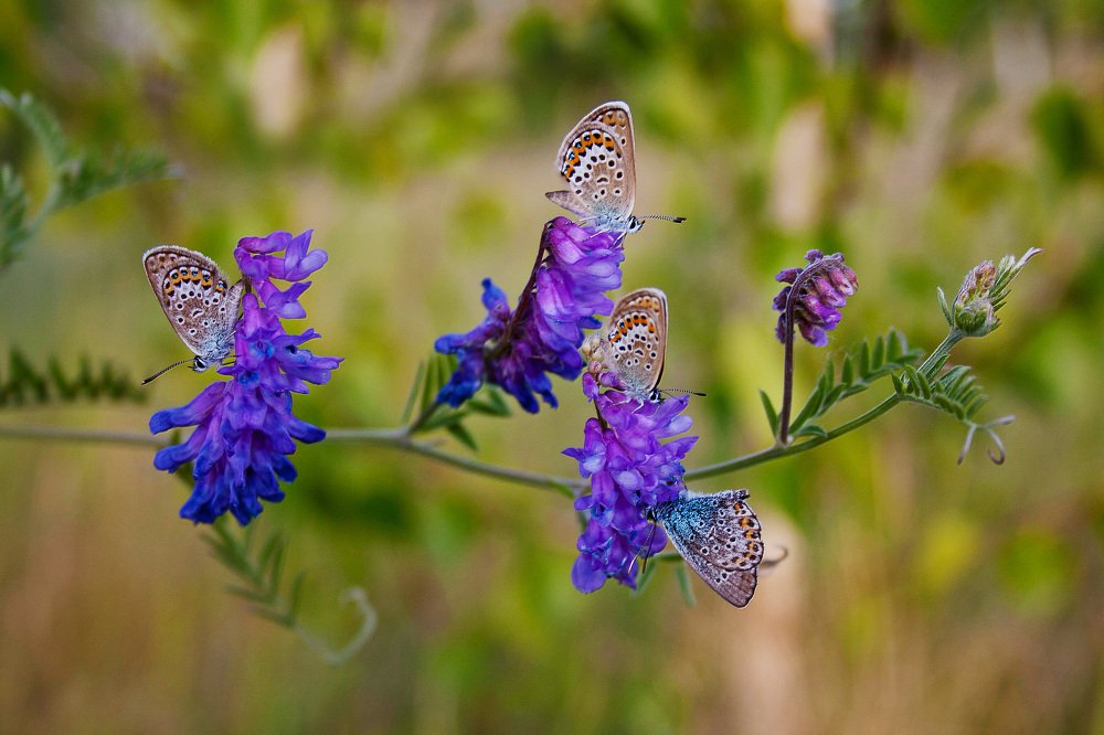 Photograph by Алексей Черников