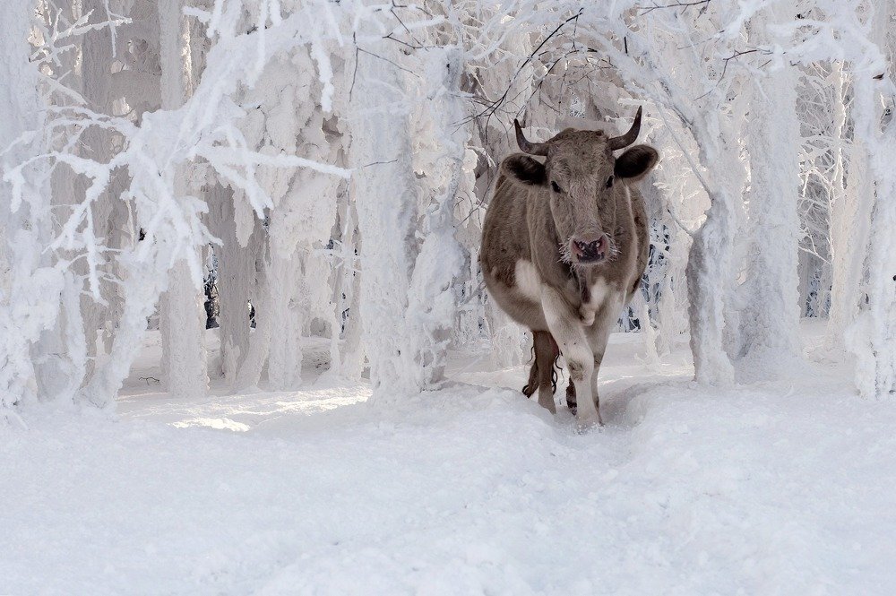 Photograph by Марина Фомина