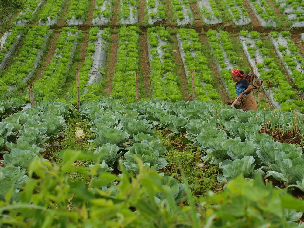 Photograph by yunus muhammad yunus