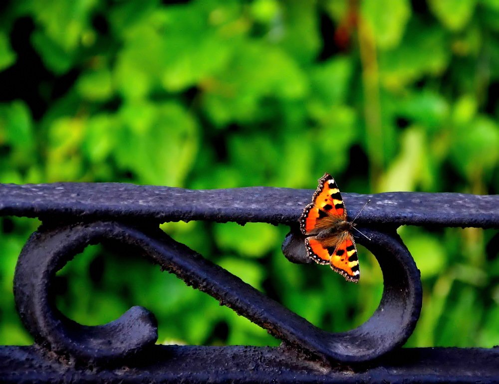 Photograph by НИНА АВЕРЬЯНОВА