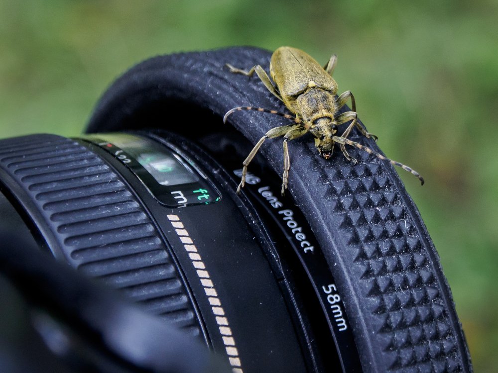 Любопытный жук.