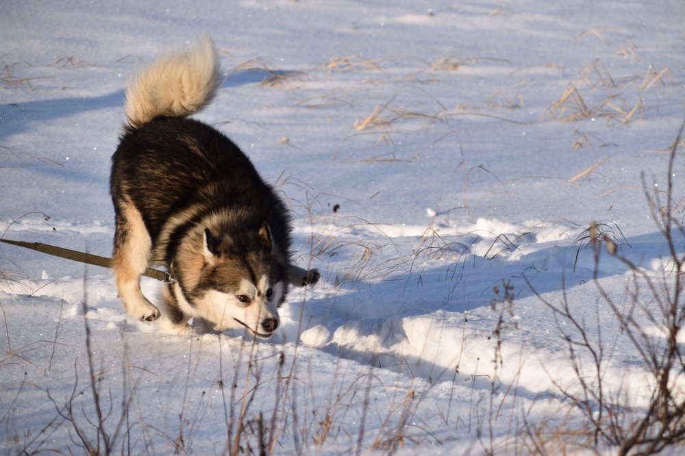 Фотография автора Анастасия Руднева