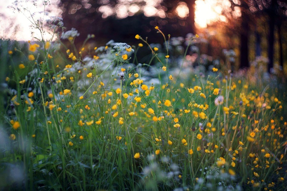 вечерний свет