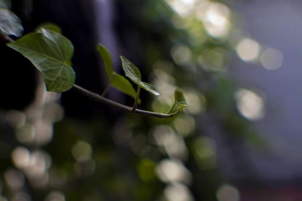 Photograph by Ricardo Sánchez