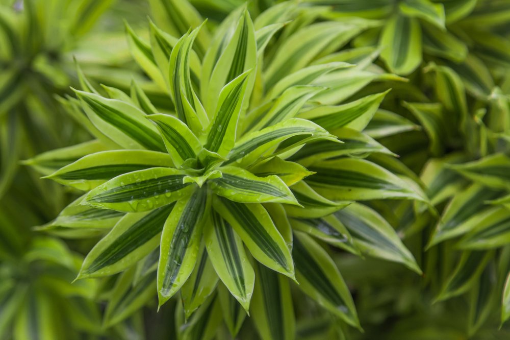 Photograph by Сергей Романченко